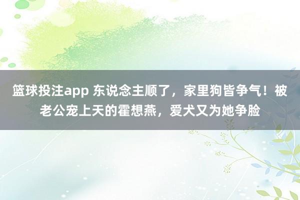 篮球投注app 东说念主顺了，家里狗皆争气！被老公宠上天的霍想燕，爱犬又为她争脸