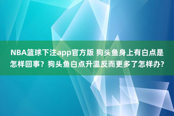 NBA篮球下注app官方版 狗头鱼身上有白点是怎样回事？狗头鱼白点升温反而更多了怎样办?
