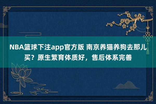NBA篮球下注app官方版 南京养猫养狗去那儿买？原生繁育体质好，售后体系完善